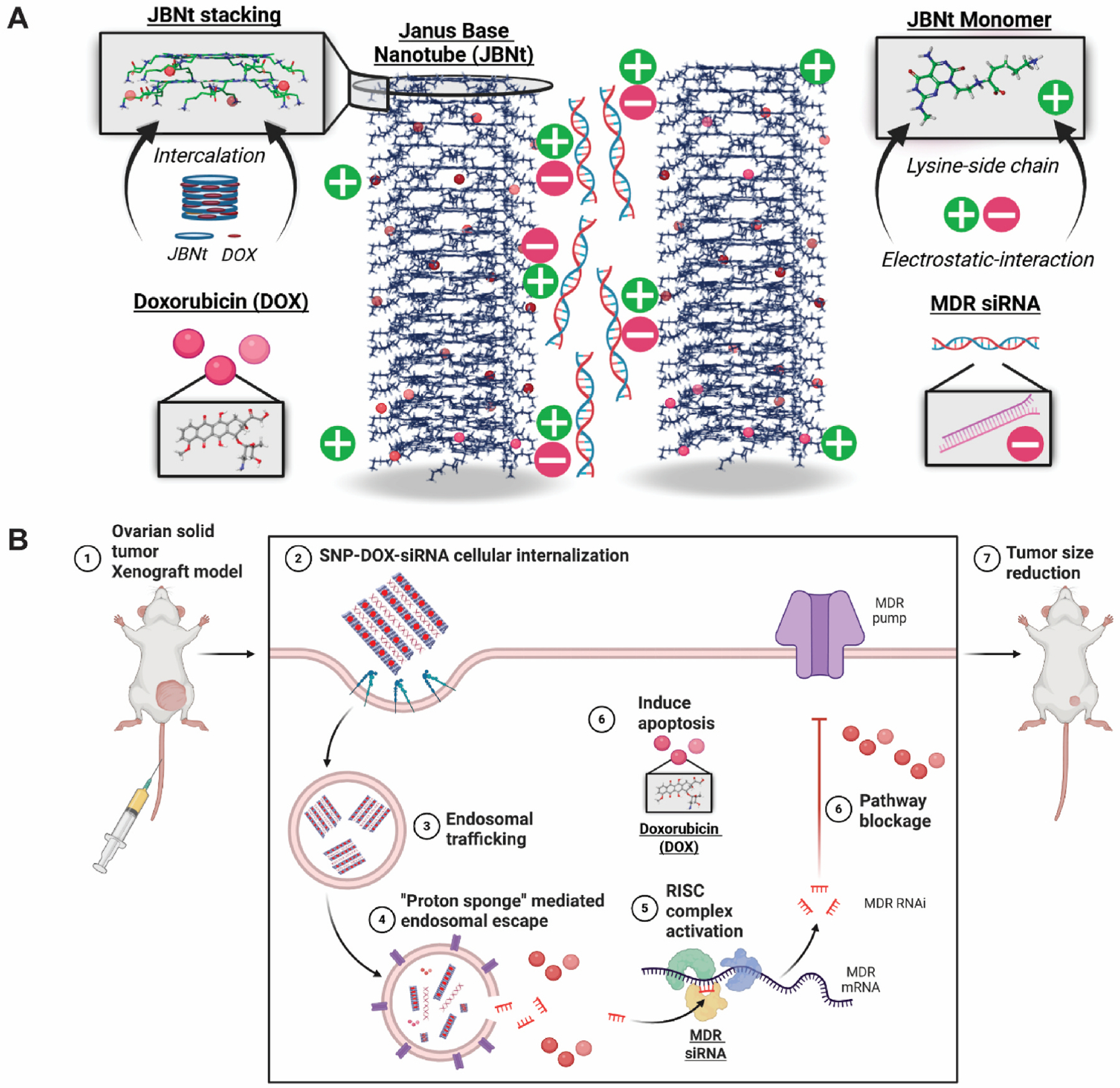 Published schematic of doxorubicin and siRNA co-delivery in preclinical ovarian cancer models